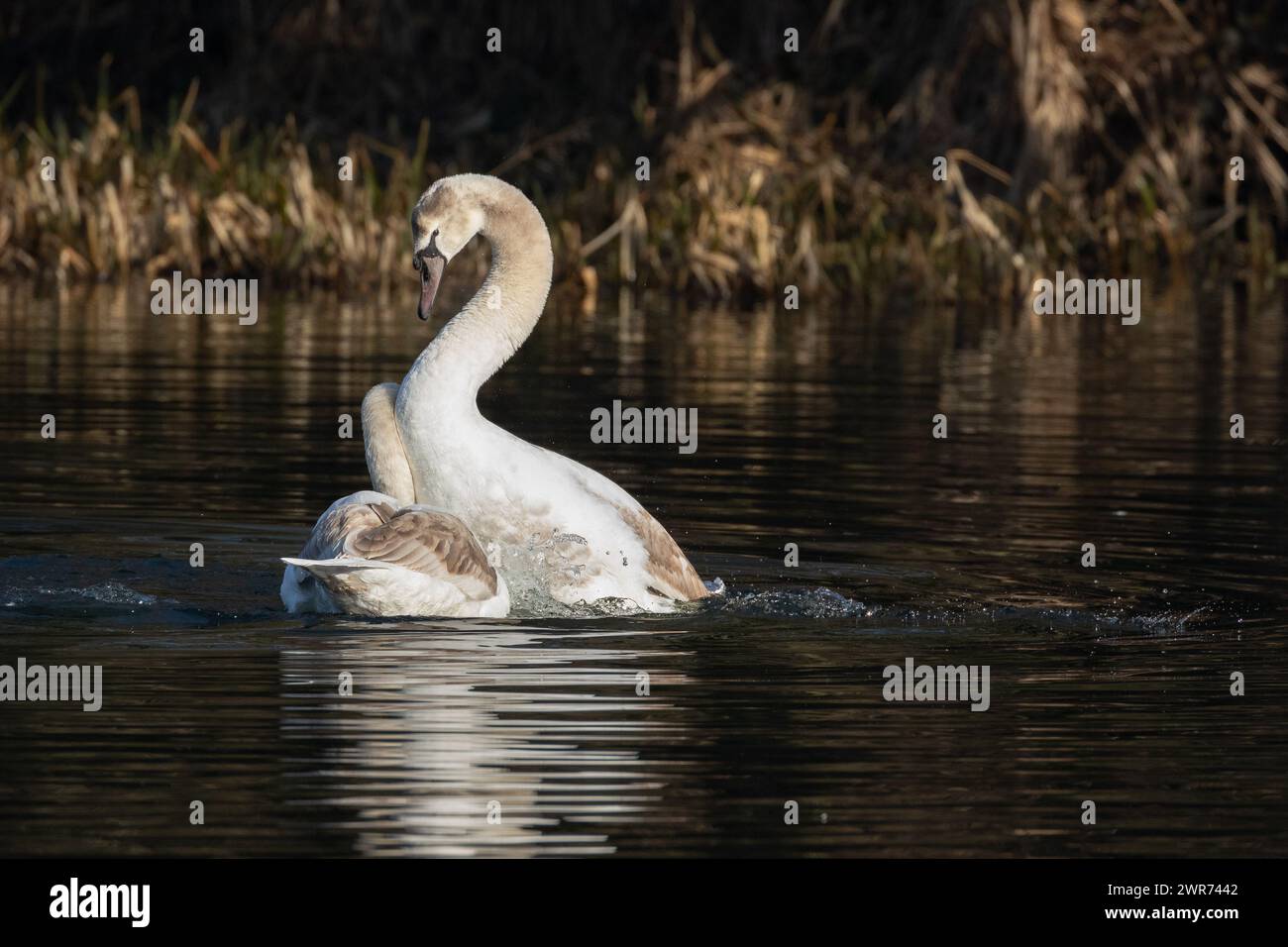 Muta Swan (Cygnus olor) corteggiamento. Si tratta di cignette adulte, di appena un anno e che già mostrano un comportamento di corteggiamento. Corteggiamento del cigno selvaggio. Foto Stock