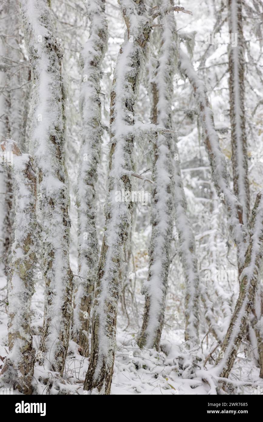 Una foresta innevata con rami ricoperti di neve. I rami sono contorti e storti, dando all'immagine un senso di mistero e intrigo. Il coperto di neve Foto Stock