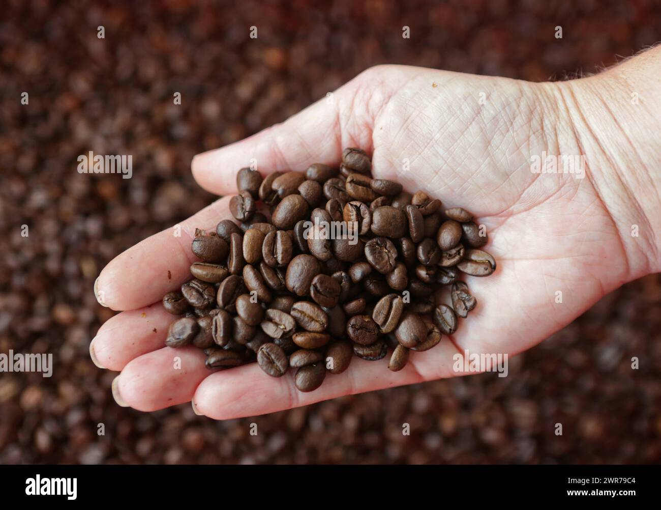 Symbolbild zum Thema Kaffee Hier: Mano mit Kaffeeebohnen *** immagine simbolica sul tema del caffè qui mano con chicchi di caffè Foto Stock