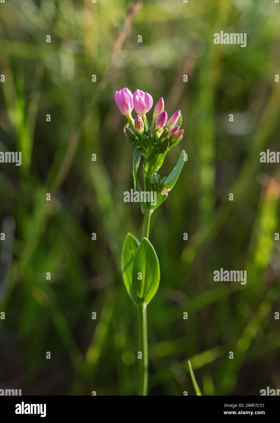 Centaurio comune (Centaurium erythraea) con graziosi fiori rosa cinque petali che, come la maggior parte dei genziani, chiudono nel pomeriggio. Suffolk, Regno Unito Foto Stock