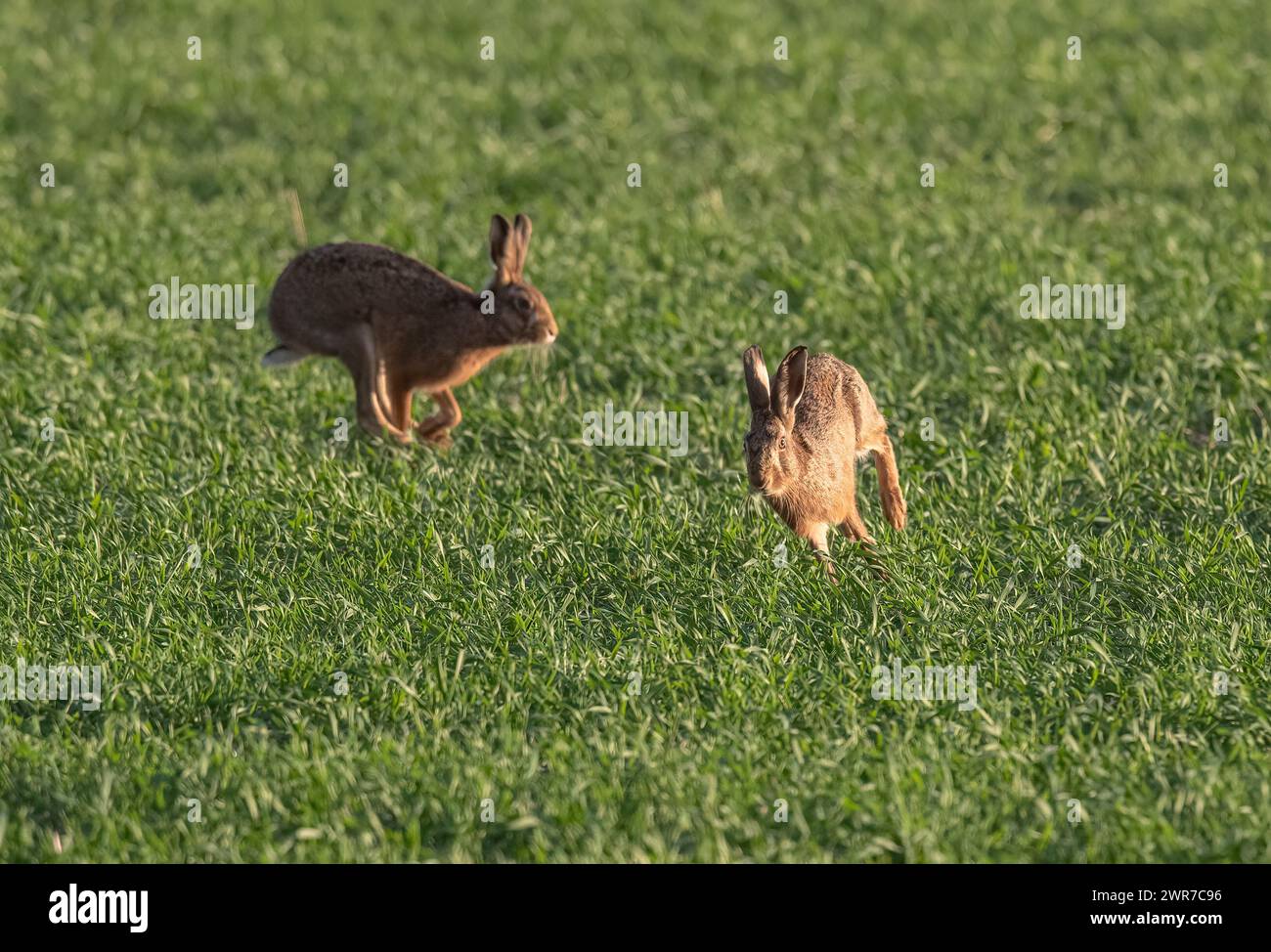 MAD March Hares. Due Brown Hares ( Lepus europaeus) che mostrano comportamenti di inseguimento e corteggiamento nei campi arabili del Suffolk. REGNO UNITO. Foto Stock