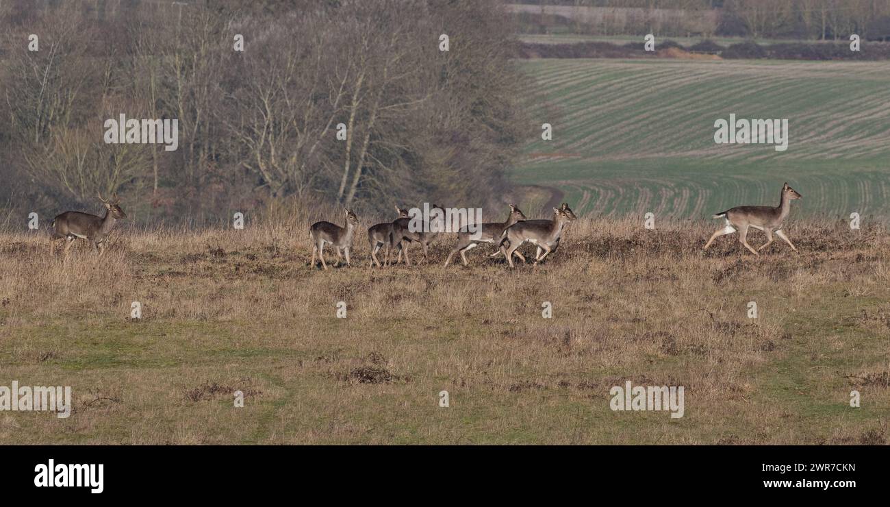 Una mandria di cervi a riposo (Dama dama) viene inseguita dal buck con palchi che corrono attraverso alcune praterie cespugliose tra i campi arabili del Suffolk, Regno Unito Foto Stock