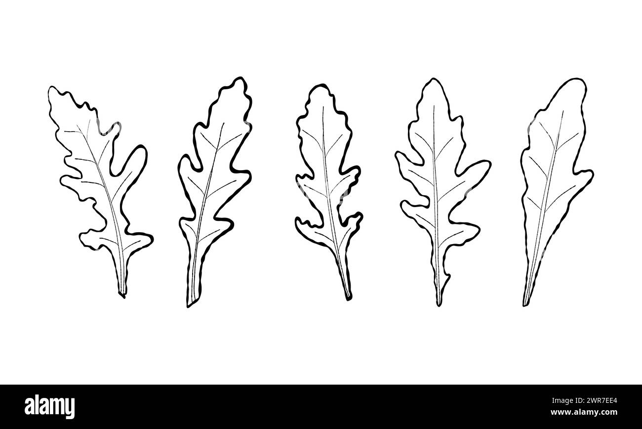 Set di foglie a rucola. Vettoriale dipinto. Illustrazione superfood su sfondo bianco. Disegna le foglie in stile cartoni animati piatto e outlin bianco e nero Foto Stock