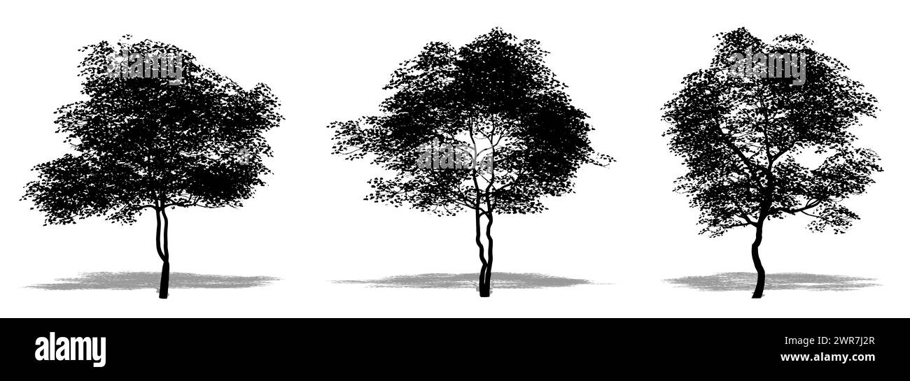 Set o raccolta di alberi di Dogwood fiorenti come una silhouette nera su sfondo bianco. Illustrazione concettuale o concettuale 3D per natura, pianeta, ecol Foto Stock
