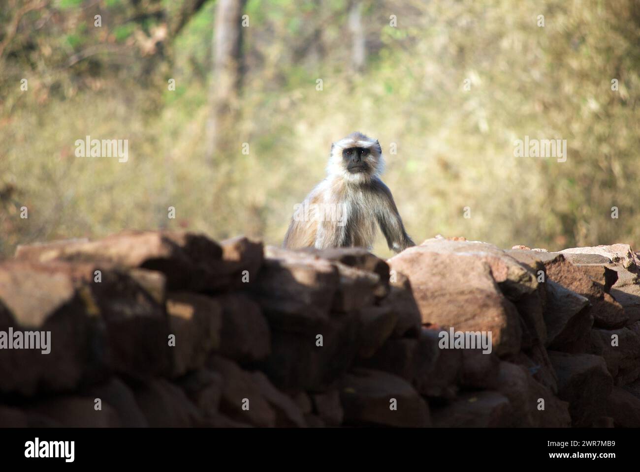 Un langur vigile guarda con attenzione, arroccato con un atteggiamento saggio e contemplativo. Un acuto senso di osservazione riflette la sua disponibilità a qualsiasi cosa. Foto Stock