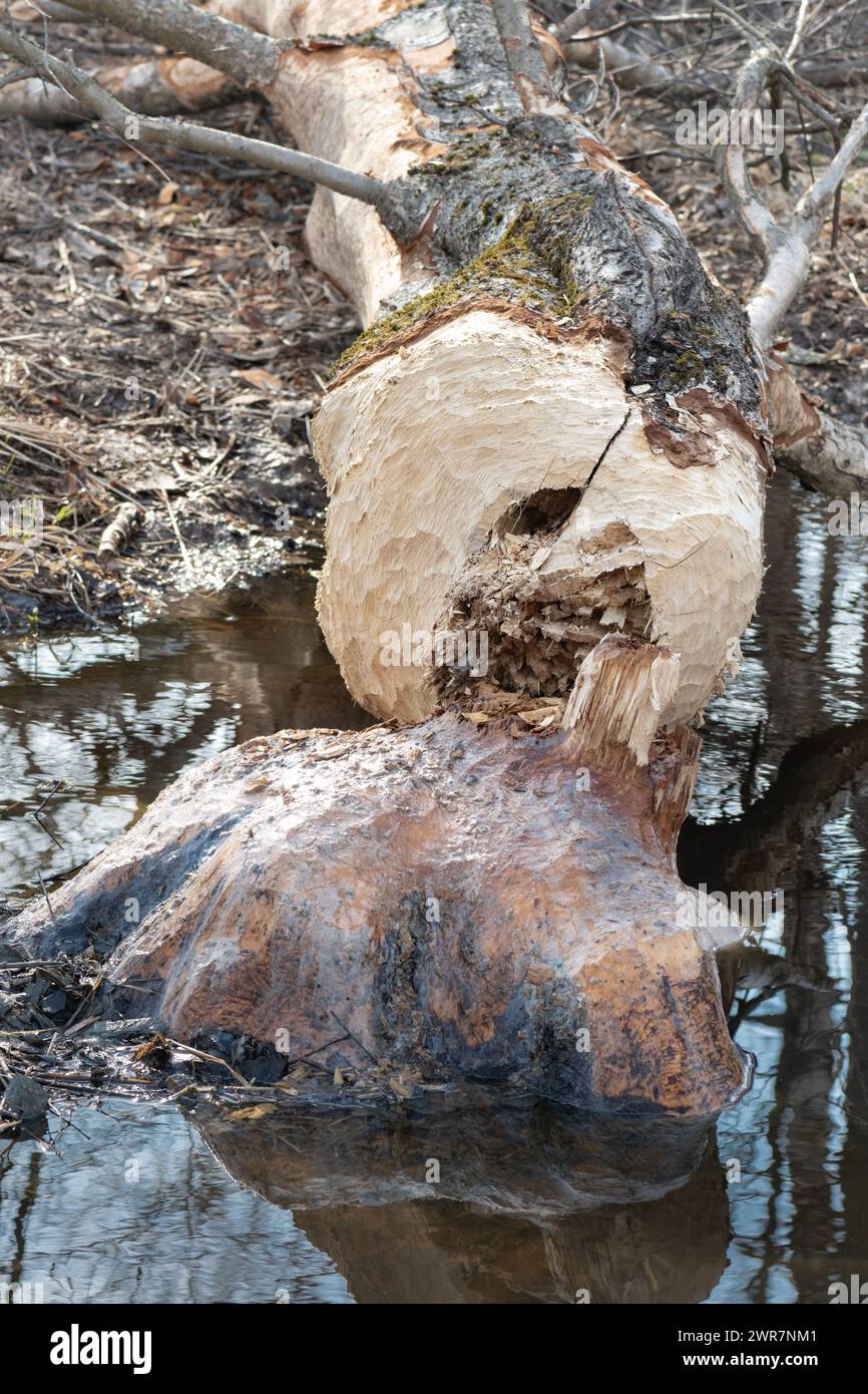 Un bravo castoro ha lavorato per tutta la notte per abbattere questo albero di betulla un po' fuori dal ceppo che porta giù nel fiume Foto Stock