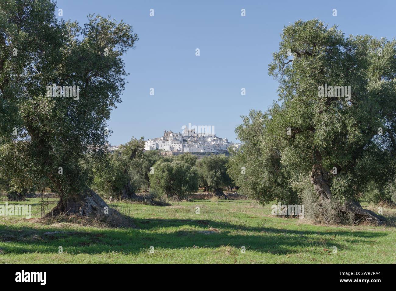 L'Italia, Puglia, Valle d'Itria, vista di Ostuni da oliveti Foto Stock