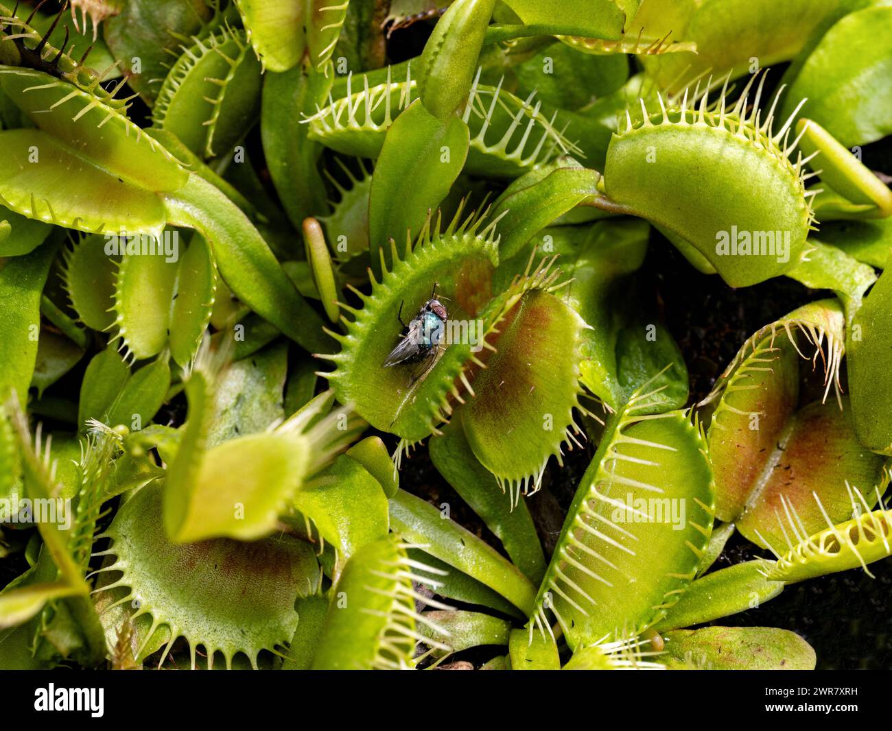 Venus flytrap, Dionaea muscipula giardino botanico KIT Karlsruhe, Baden Wuerttemberg, Germania Foto Stock