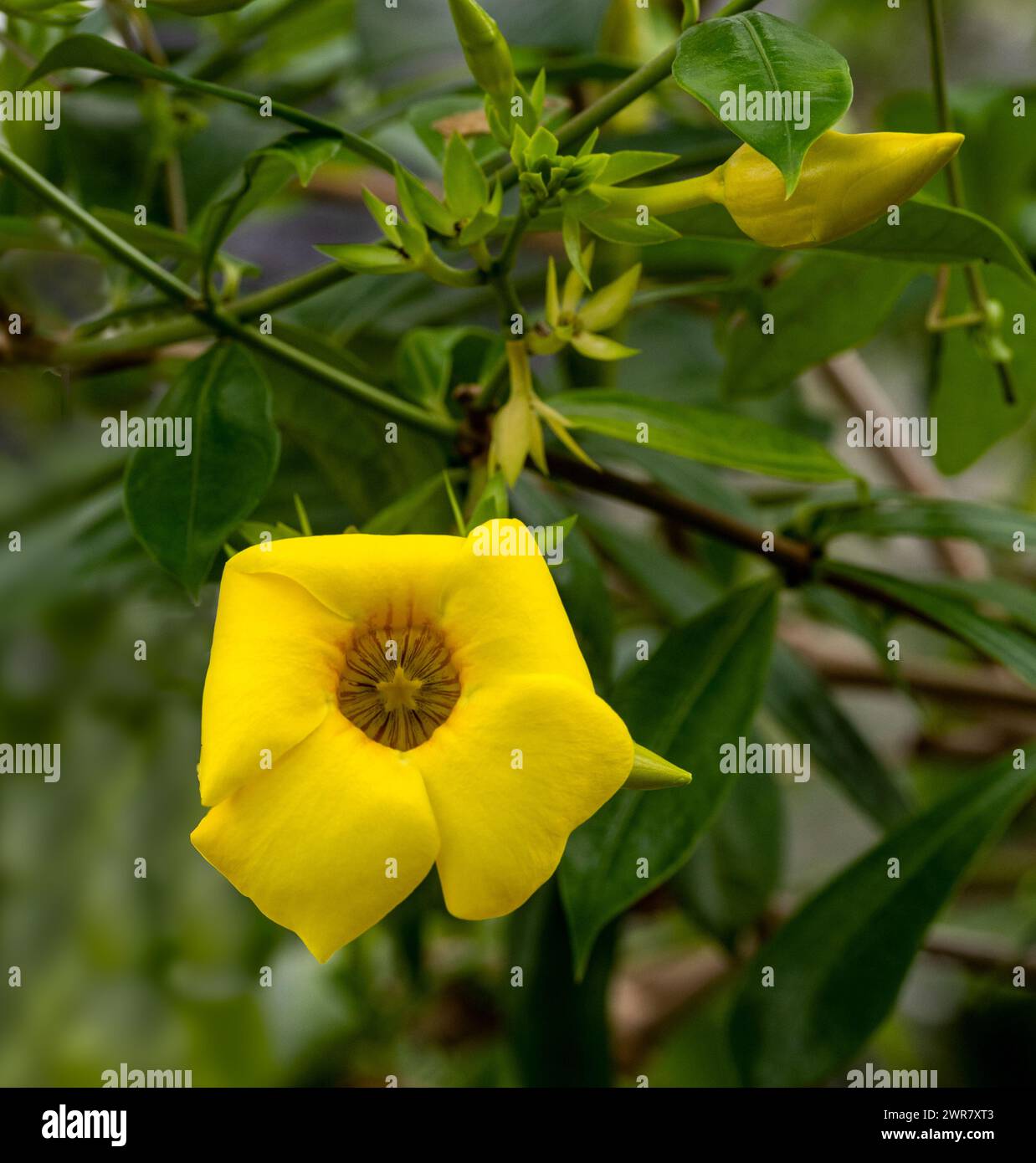 Bel fiore giallo vite tromba d'oro, campana gialla (Allamanda catartica) Foto Stock