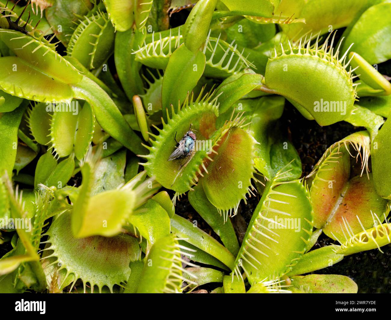 Venus flytrap, Dionaea muscipula giardino botanico KIT Karlsruhe, Baden Wuerttemberg, Germania Foto Stock