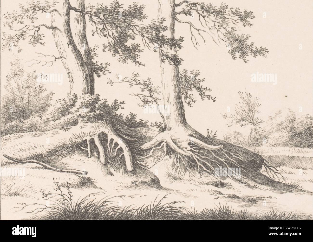 Due alberi in un paesaggio, alberi (titolo della collana), due alberi in un paesaggio con le loro radici visibili sulle colline., stampatore: Anonimo, stampatore: Gebroeders Portman, Amsterdam, 1827 - 1828, carta, altezza 257 mm x larghezza 400 mm, stampa Foto Stock