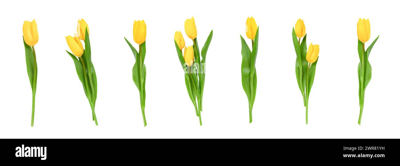 Posizionare tulipani singoli isolati e mazzi su sfondo bianco con percorso di ritaglio. Fiori per design, pubblicità, cartoline. Fiore primaverile nat Foto Stock