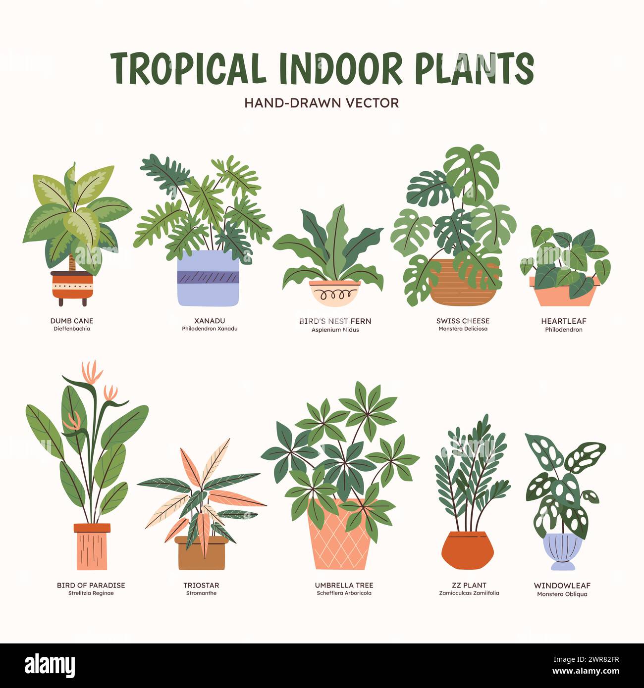 Collezione di piante tropicali per spazi interni. Nomi inglesi e scientifici sotto il disegno della pianta. Illustrazione vettoriale colorata. Illustrazione Vettoriale