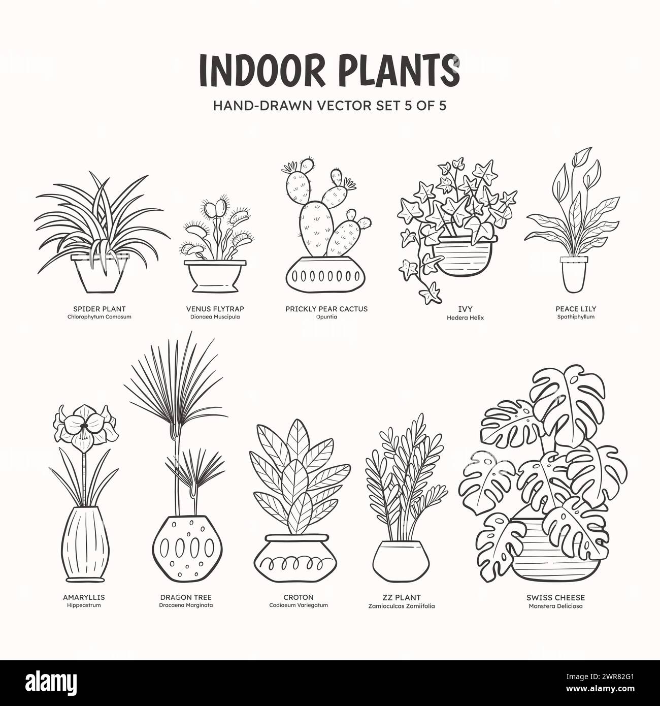 Raccolta di piante di doodle per spazi interni. Piante tropicali, succulente e cactus. Nomi inglesi e scientifici sotto il disegno della pianta. Set 5 di Illustrazione Vettoriale