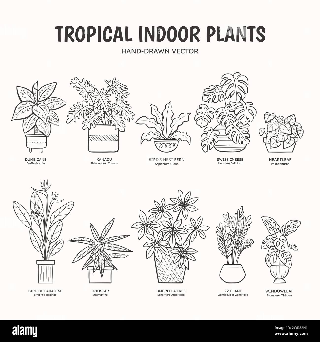 Collezione di piante tropicali doodle per spazi interni. Nomi inglesi e scientifici sotto il disegno della pianta. Illustrazione vettoriale Lineart. Illustrazione Vettoriale