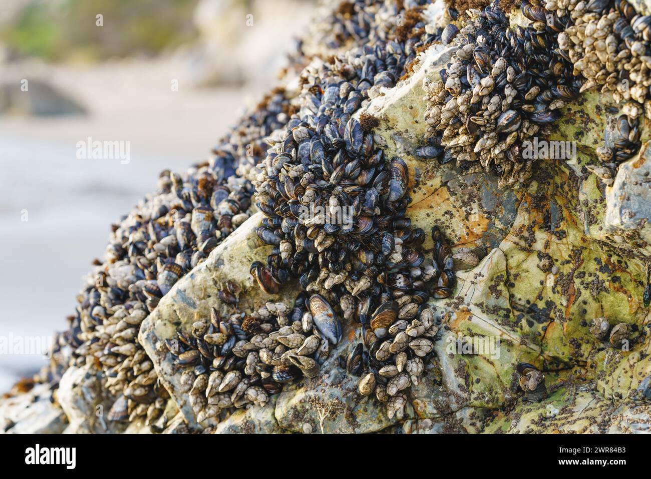 I barnacoli d'oca, o barnacoli stalati o barnacoli a collo d'oca, sono crostacei che alimentano il filtro attaccati alle rocce ad Avila Beach, California Foto Stock