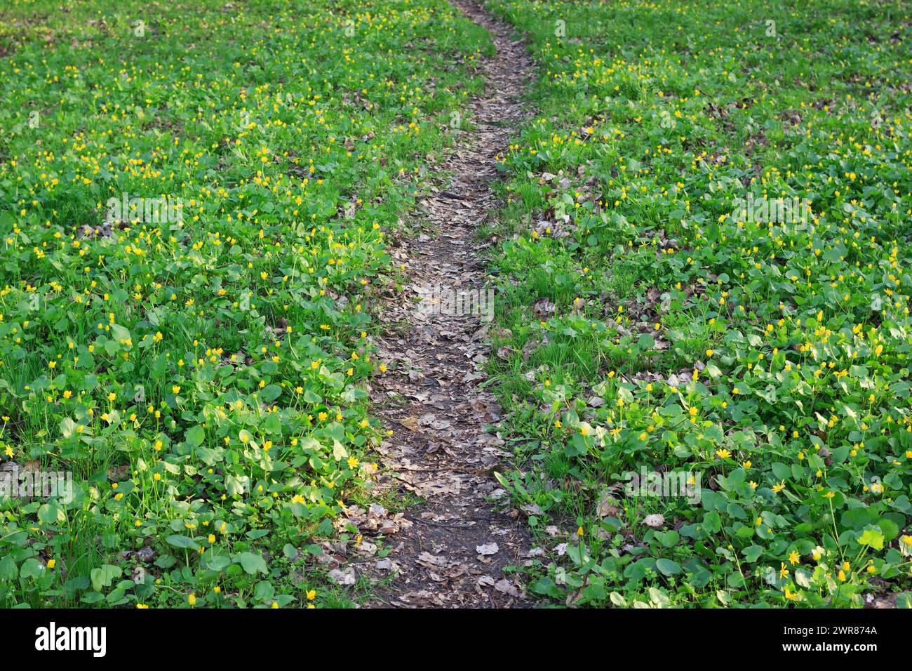 Il sentiero sterrato nel Parco tra il prato verde con fiori gialli. Sfondo panoramico primaverile. Foto Stock