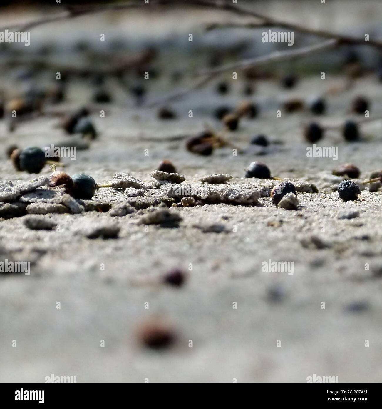 Frutta secca autunnale sulla sabbia. Foto Stock