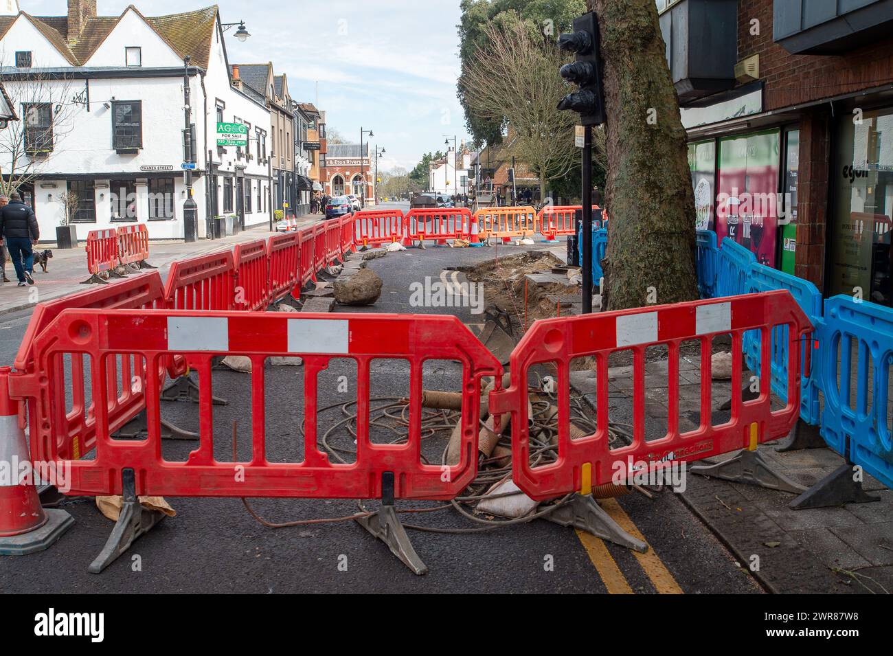 Windsor, Berkshire, Regno Unito. 9 marzo 2024. Gli appaltatori di autostrade, forse Volker Highways, hanno scavato le radici di un vecchio albero di London Plane a Windsor, Berkshire, che potrebbe portare alla morte del grande vecchio albero. Non è stato rilasciato alcun permesso intorno ai lavori stradali. Crediti: Maureen McLean/Alamy Foto Stock