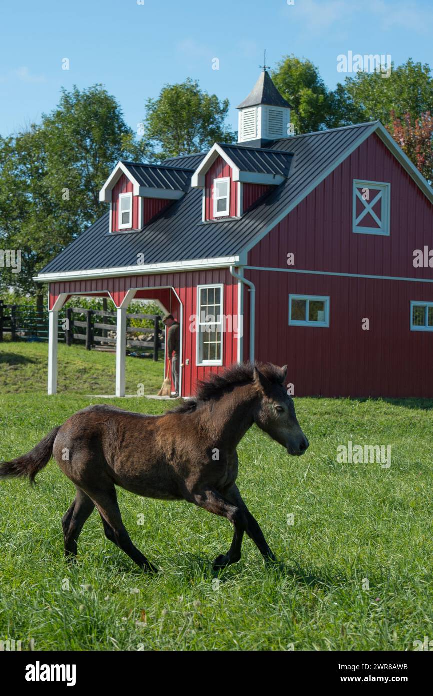 piccolo puledro di connemara o colt che corre nel campo paddock di pascolo di erba verde con piccolo fienile rosso in vinile fienile di nuova costruzione Foto Stock