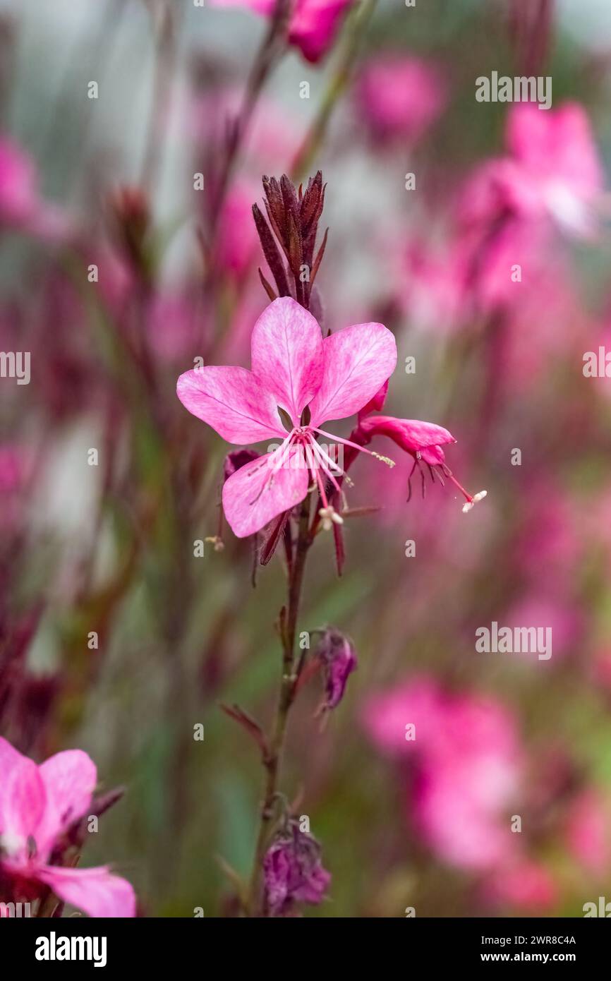 L'abete di Lindheimer, fiori rosa in giardino in primavera Foto Stock