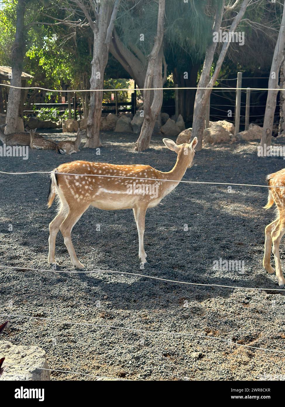 Due cervi e un giovane puledro in diversi habitat dello zoo Foto Stock