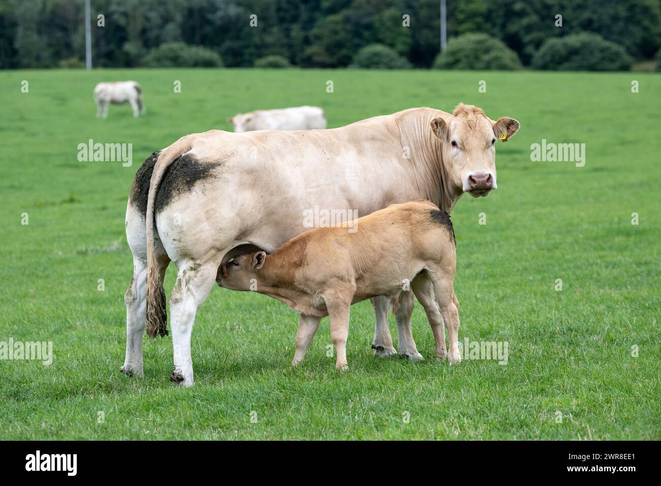 Mucca Blonde d'Aquataine pedigree con suzione di vitello in un pascolo. Co Durham, Regno Unito. Foto Stock