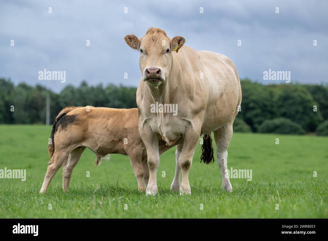 Mucca Blonde d'Aquataine pedigree con suzione di vitello in un pascolo. Co Durham, Regno Unito. Foto Stock