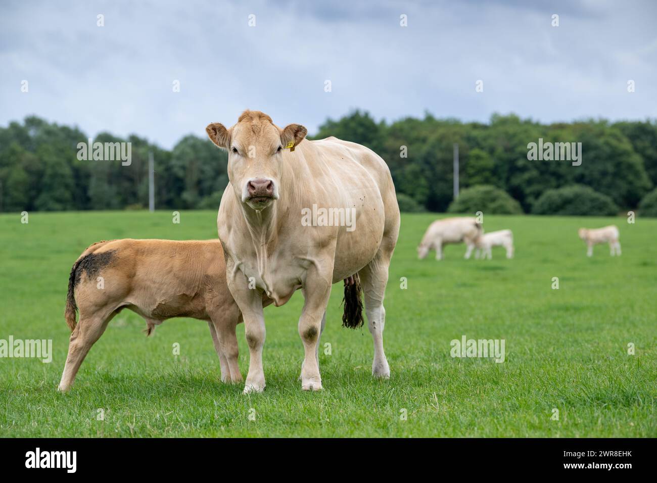 Mucca Blonde d'Aquataine pedigree con suzione di vitello in un pascolo. Co Durham, Regno Unito. Foto Stock