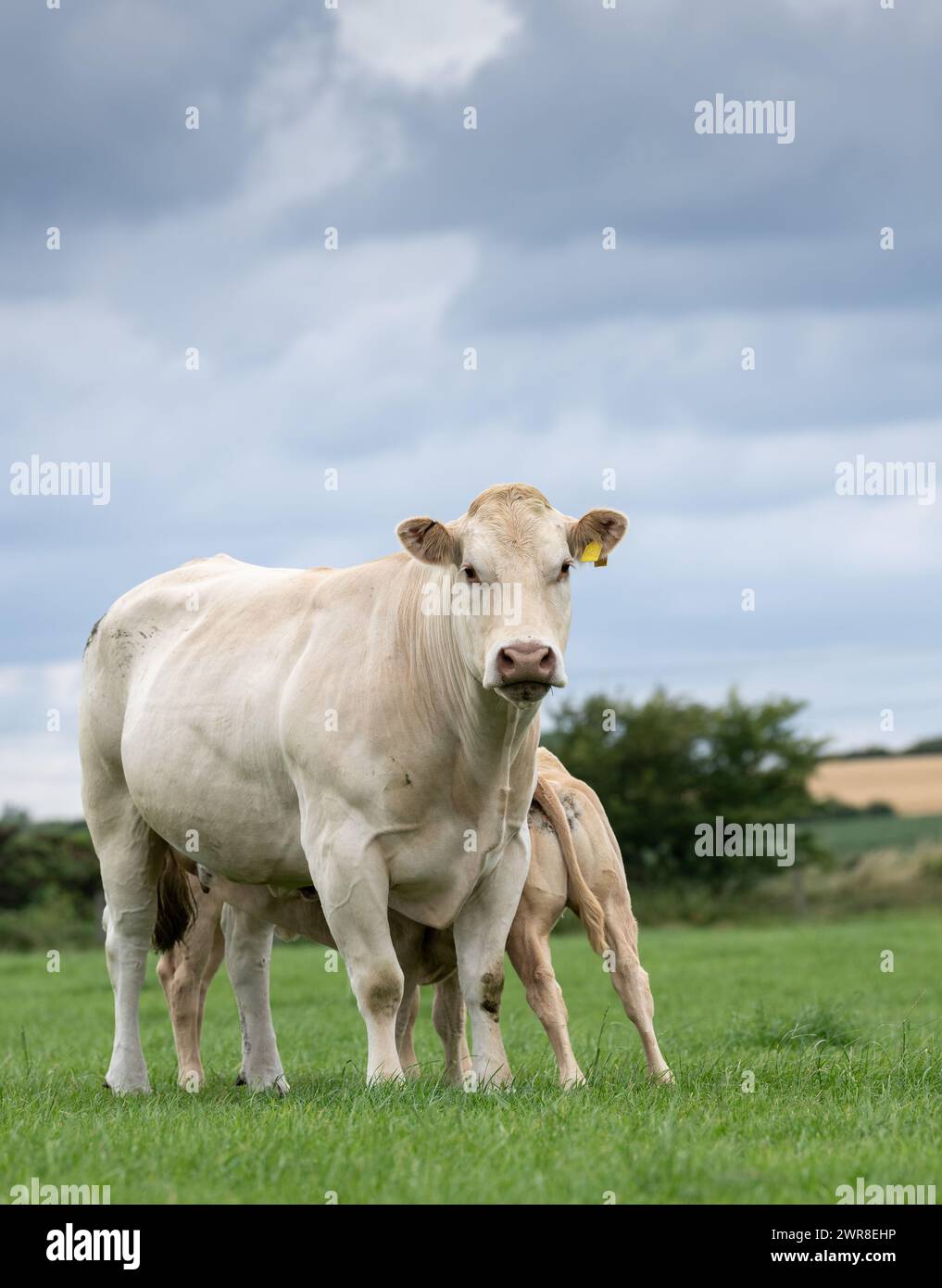 Mucca Blonde d'Aquataine pedigree con suzione di vitello in un pascolo. Co Durham, Regno Unito. Foto Stock