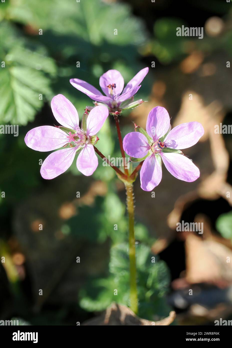 Redstem filaree, Redstem Stork's Bill, common Stork's Bill or pinweed, Gewöhnlicher Reiherschnabel, Érodium commun, Erodium cicutarium, bürökgémorr Foto Stock