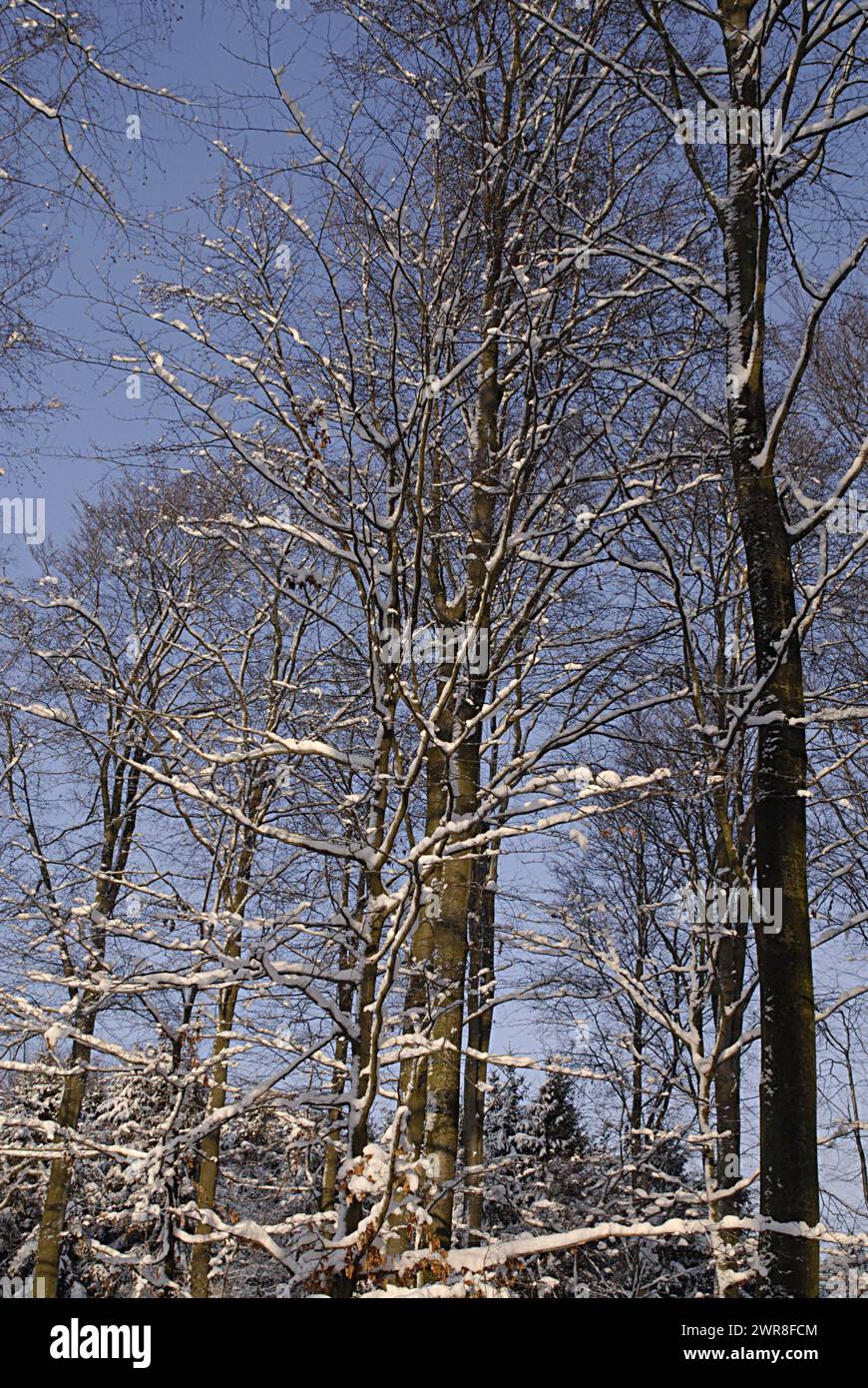 JYDERUP/DANIMARCA   la prima caduta di neve a jyderup in campagna danese, la Danimarca ha subito una forte caduta di neve negli ultimi due giorni, il 20 dicembre 2009 Foto Stock