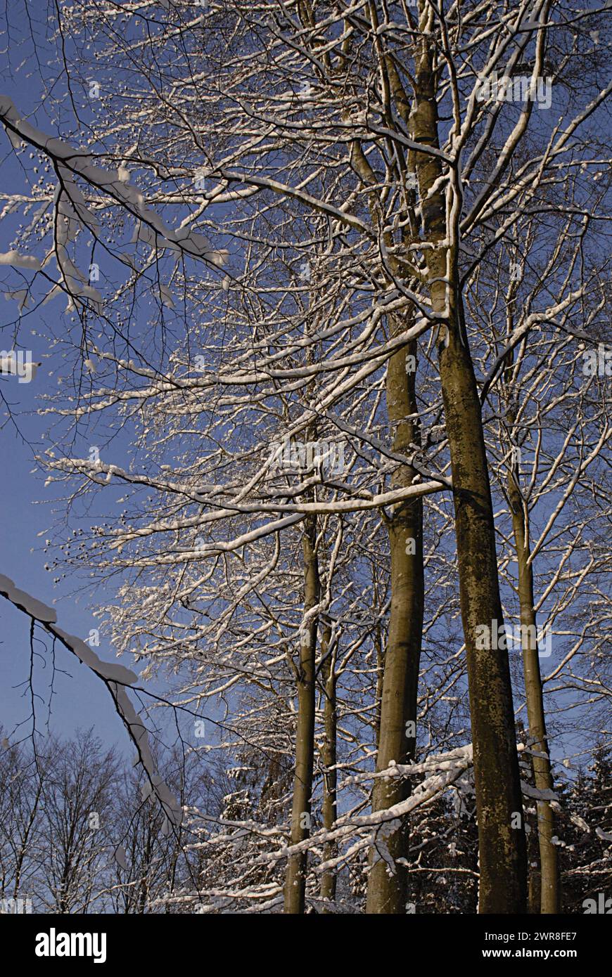 JYDERUP/DANIMARCA   la prima caduta di neve a jyderup in campagna danese, la Danimarca ha subito una forte caduta di neve negli ultimi due giorni, il 20 dicembre 2009 Foto Stock