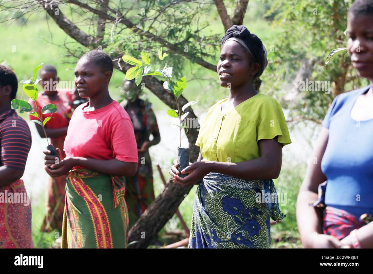 Le donne della zona che circonda il fiume Bua portano alberi 'Mibawa' da piantare sulle rive del fiume come parte del programma di rimboschimento nel distretto di Kasungu, Malawi. Foto Stock