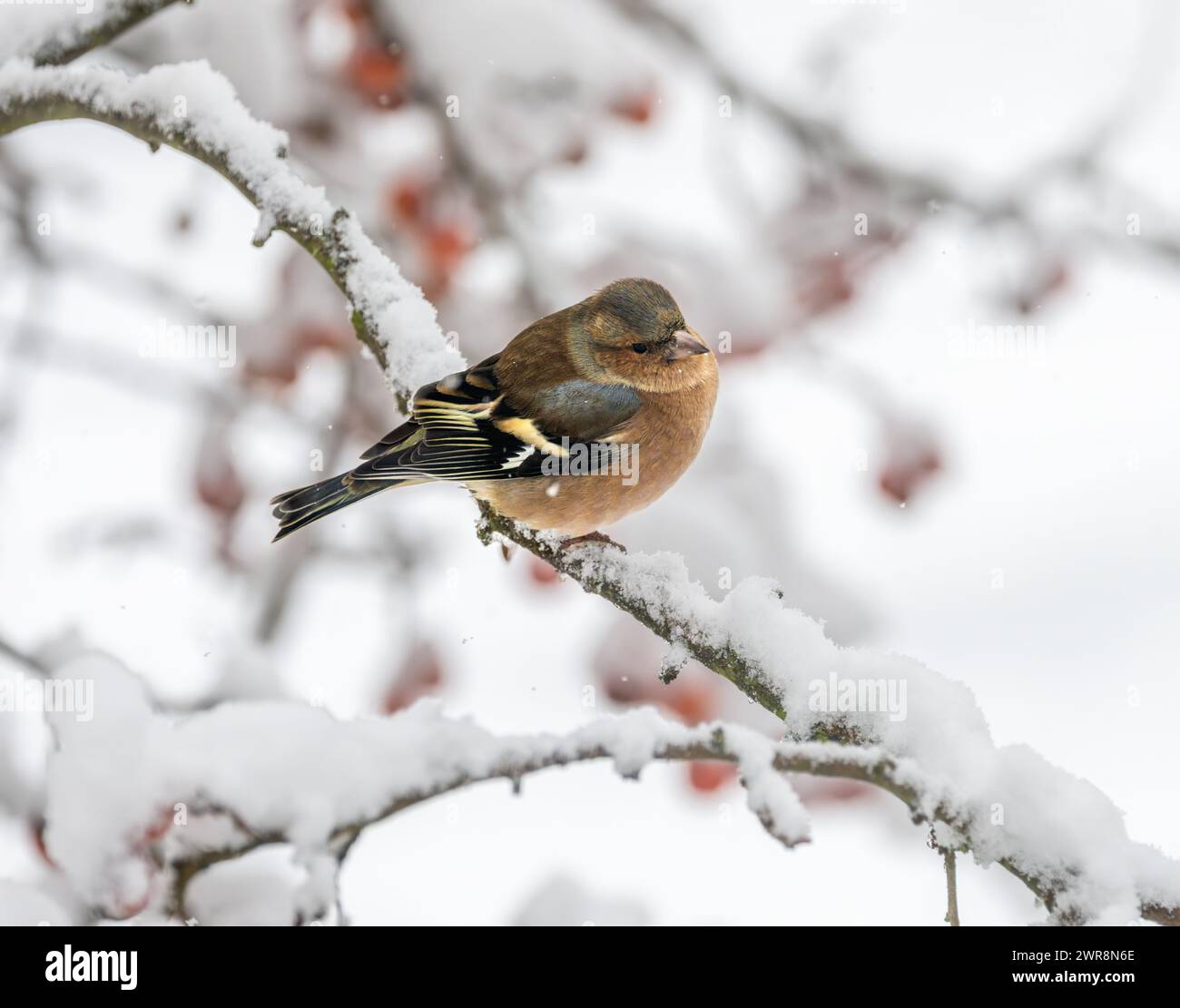Primo piano di un maschio seduto su un albero innevato Foto Stock