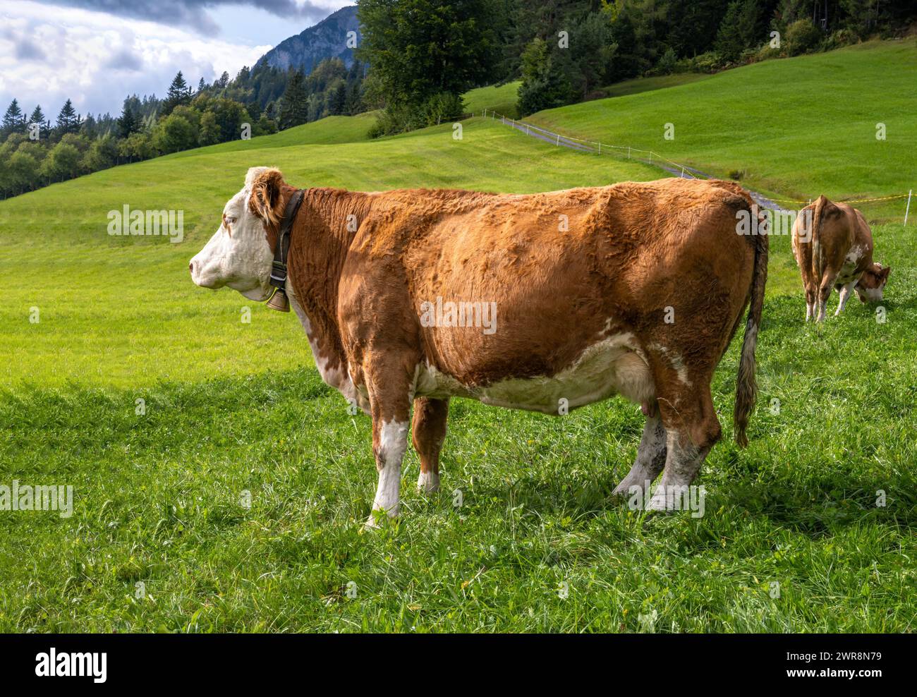 Mandria di vacche felici su un pascolo nelle alpi Foto Stock