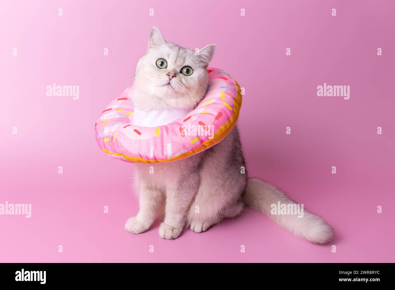 Un gatto bianco in un morbido collare protettivo realizzato in tessuto, sotto forma di ciambella rosa Foto Stock