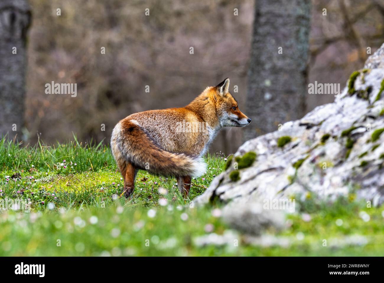 Volpe rossa nei fiori primaverili Foto Stock