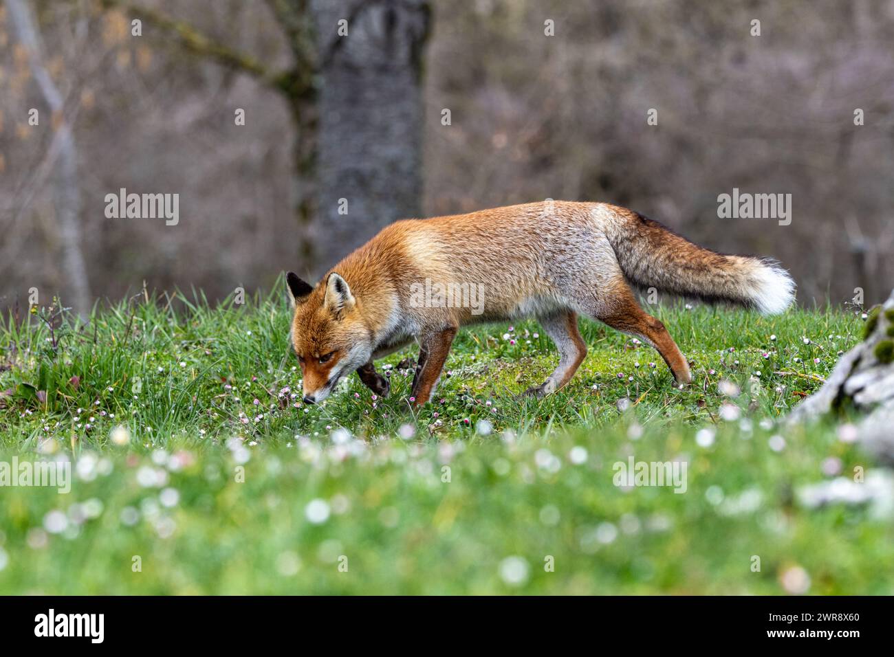 Volpe rossa nei fiori primaverili Foto Stock