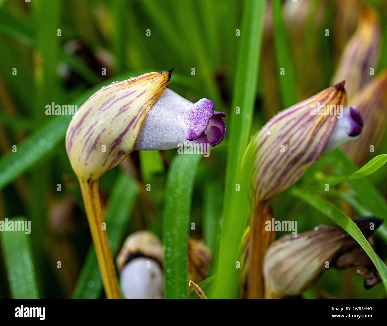 Aeginetia indica, comunemente nota come broomrape indiano o fiore fantasma della foresta. Cresce in foreste umide decidue e semi-sempreverdi di tropicali e su Foto Stock
