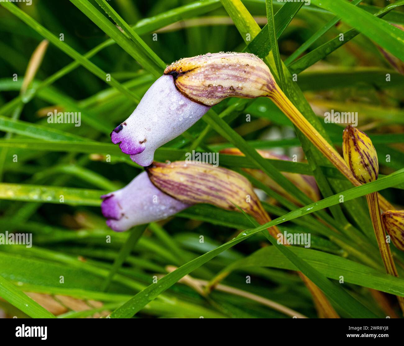 Aeginetia indica, comunemente nota come broomrape indiano o fiore fantasma della foresta. Cresce in foreste umide decidue e semi-sempreverdi di tropicali e su Foto Stock