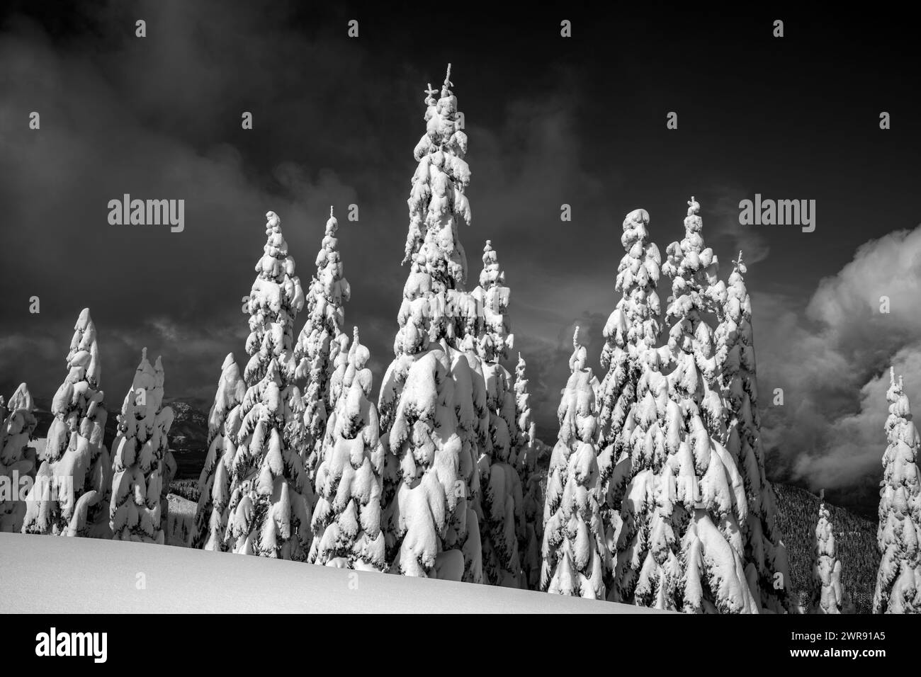 WA25098-00...WASHINGTON - alberi intonacati di neve vicino a High Hut nel sistema di sentieri del Monte Tahoma. Foto Stock