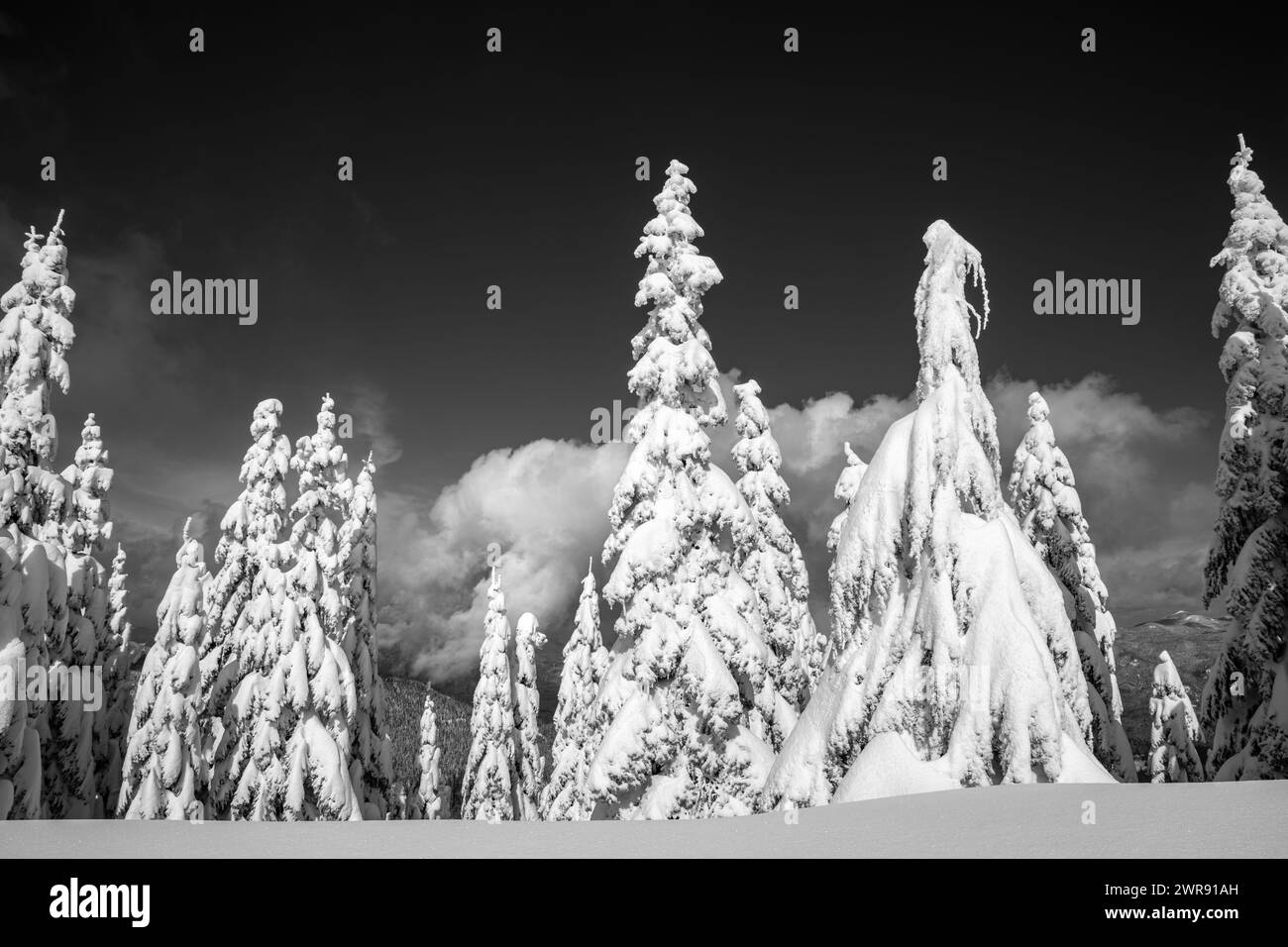 WA25099-00...WASHINGTON - alberi ricoperti di neve dopo una tempesta invernale nelle Cascade Mountains vicino a High Hut nella zona dei sentieri di Mount Tahoma. Foto Stock