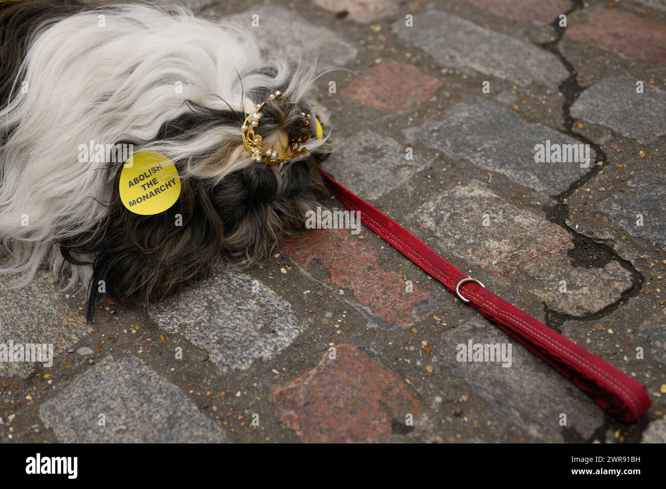 LONDRA, Regno Unito 11 marzo 2024: Come la Regina consorte Camilla rappresenta la famiglia reale al Commonwealth Day Service presso l'Abbazia di Westminster, i manifestanti esterni della Repubblica manifestano contro l'istituzione della monarchia. Il cane di un manifestante è adornato di abolire gli adesivi del monarca e una corona giocattolo. Foto Stock