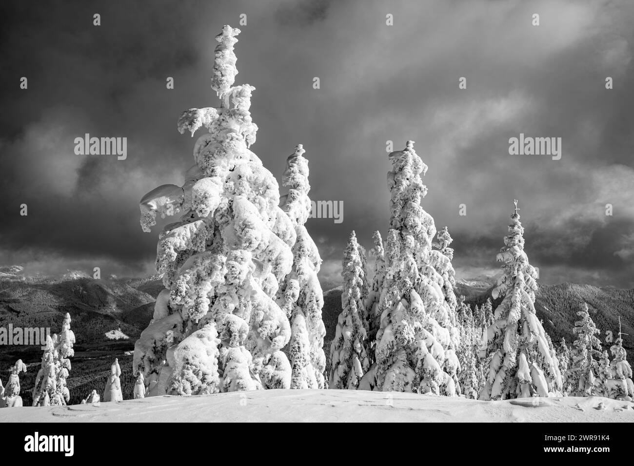 WA25084-00...WASHINGTON - alberi intonacati di neve dopo una tempesta alla High Hut nel sistema di sentieri del Monte Tahoma. Foto Stock