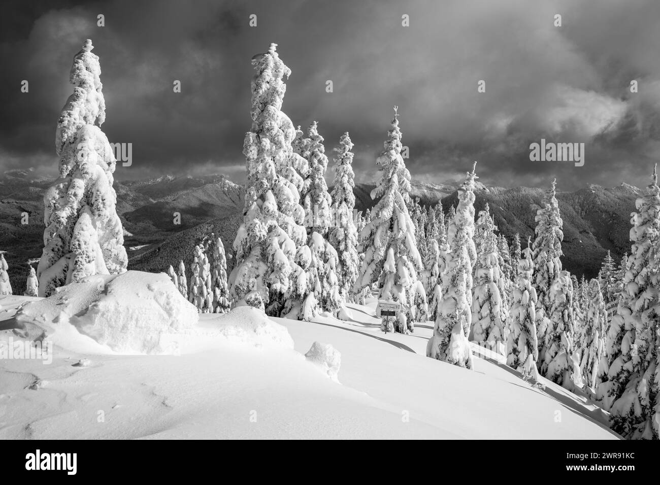 WA25090-00...WASHINGTON - alberi intonacati di neve sotto l'alta capanna nei sentieri del Monte Tahoma. Foto Stock