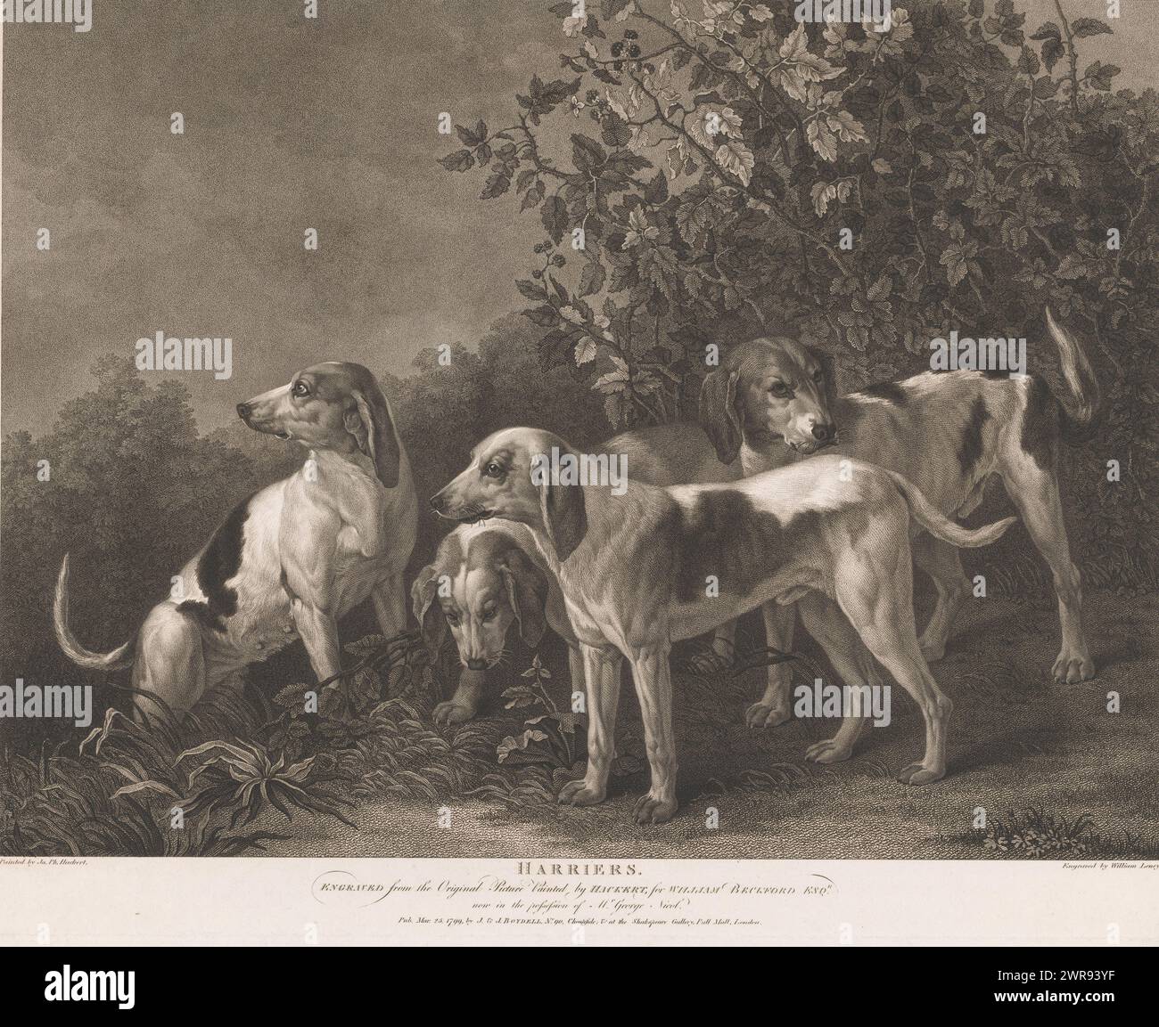 Quattro cani da caccia, Harriers (titolo su oggetto), stampatore: William Satchwell Leney, dopo la pittura di: Jacob Philipp Hackert, editore: John & Josiah Boydell, Londra, 25-Mar-1799, carta, incisione, altezza 510 mm x larghezza 633 mm, stampa Foto Stock