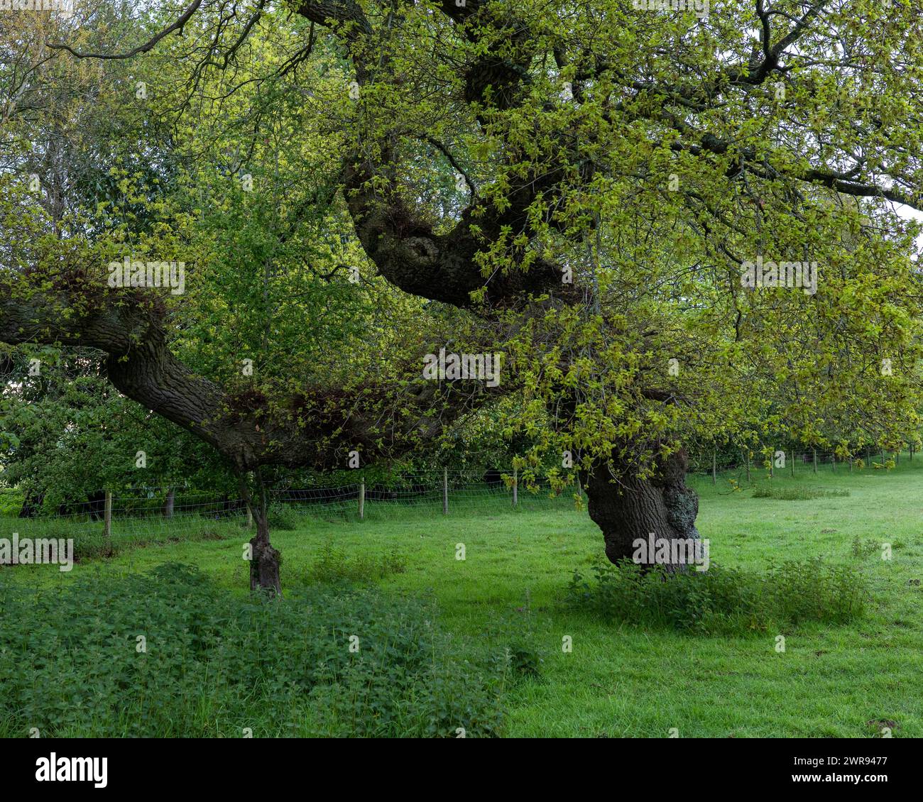 Quercia matura inclinata che entra in foglia Foto Stock