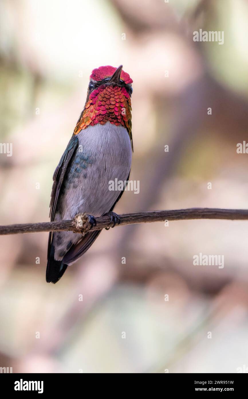 Primo piano di un piccolo uccello appollaiato su un ramo Foto Stock