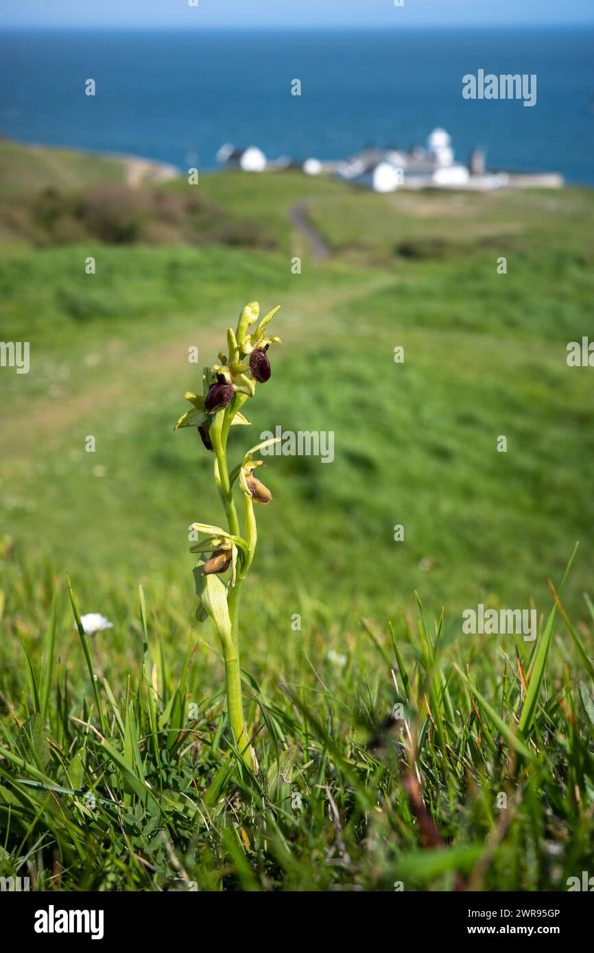 Early Spider Orchid con Anvil Point Lighthouse sullo sfondo Foto Stock